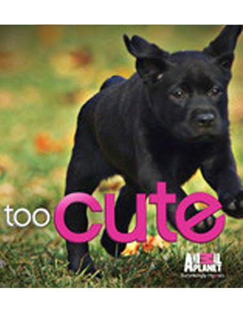 萌宠成长记第三季