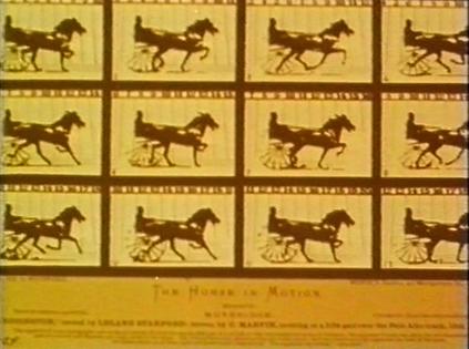迈布里奇与动物运动摄影
