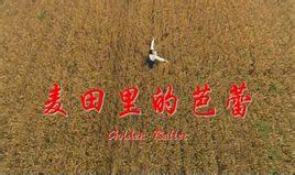 麦田里的芭蕾